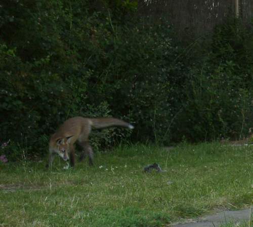 cub leaping