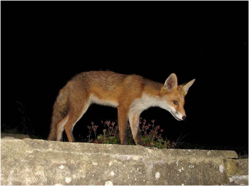 Fox cub
