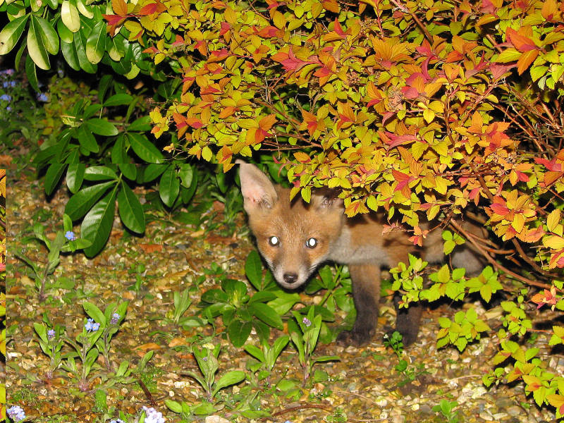 Fox Cub