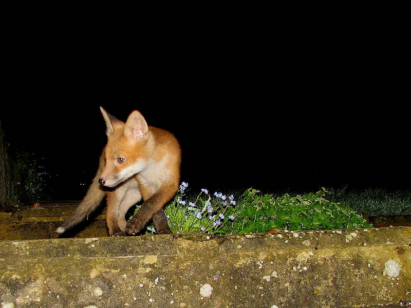 Fox Cub