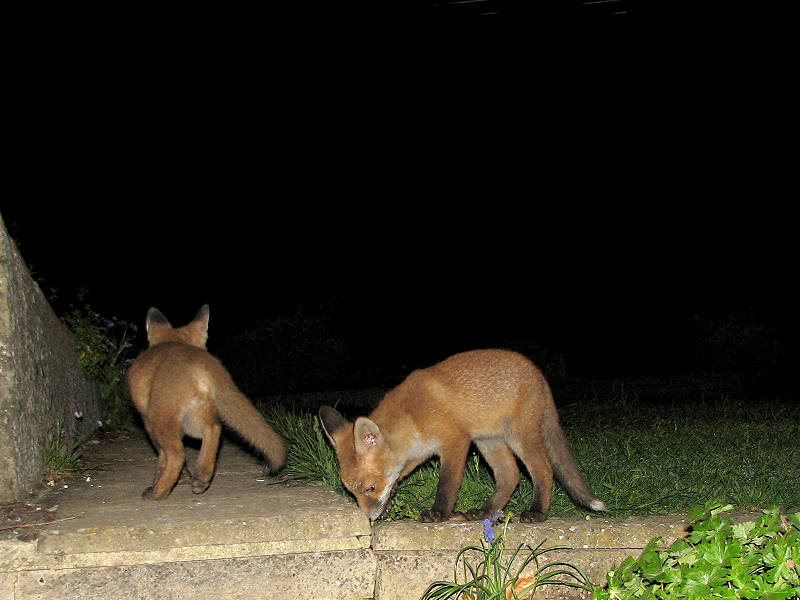 Fox Cubs