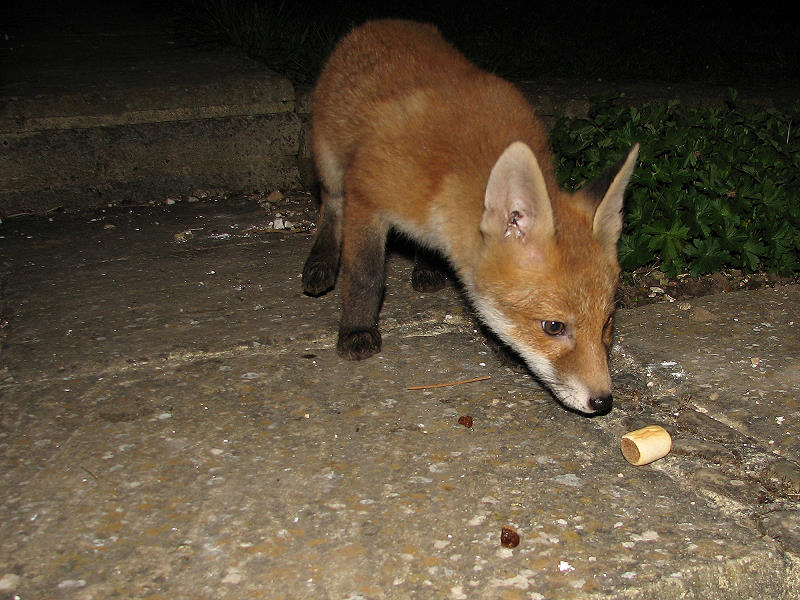 Fox Cub