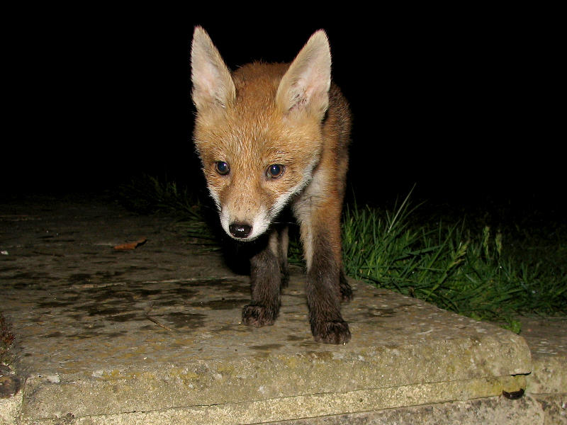 Fox Cub