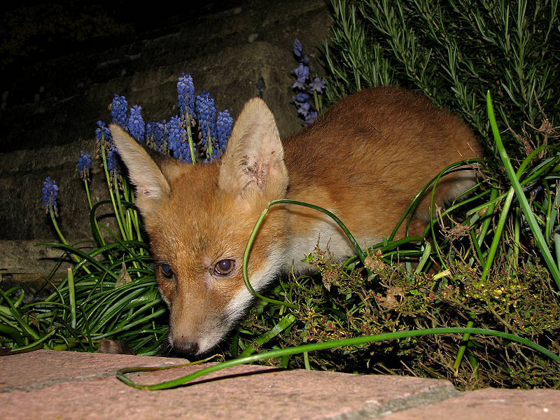 Fox Cub