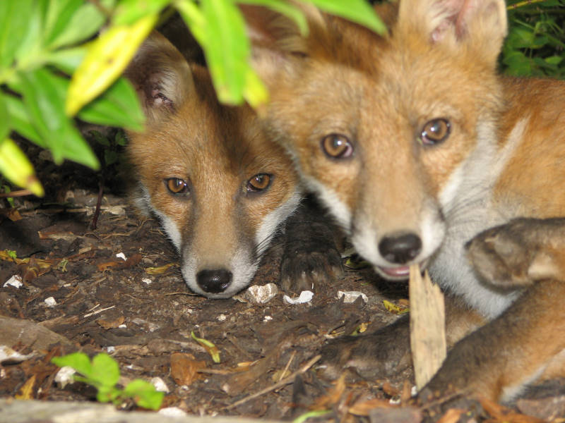 Fox cub 
