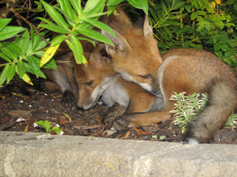 Fox cub 