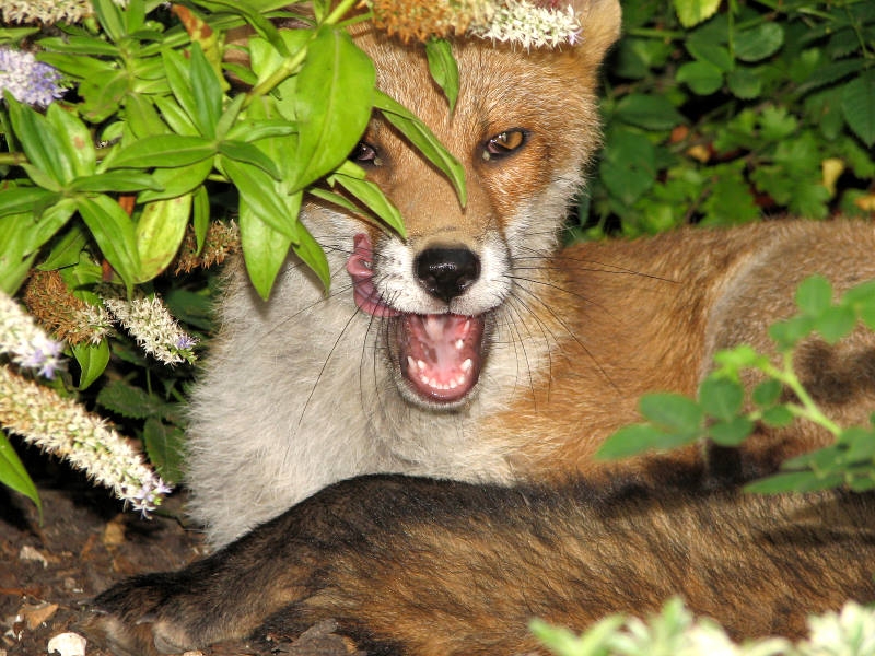 Fox cub