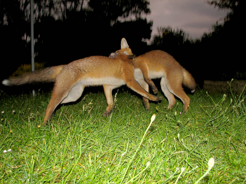 Fox cub 