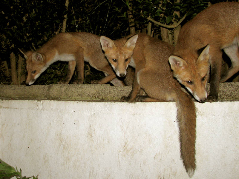 Fox cub