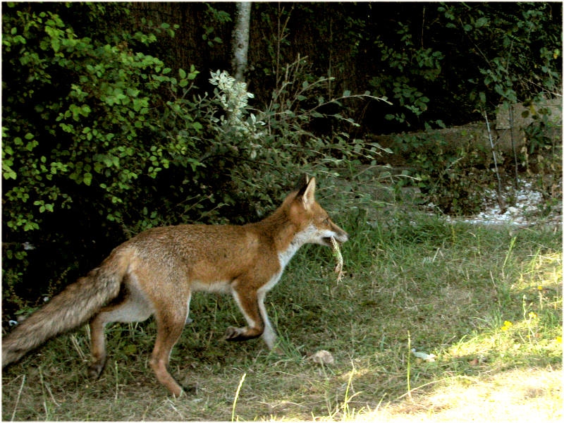 Fox cub and frog