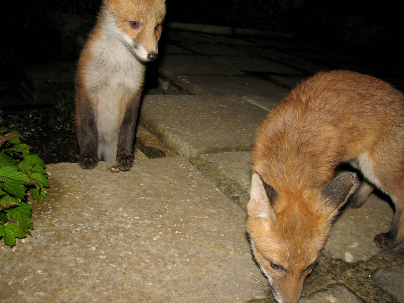 Fox Cub