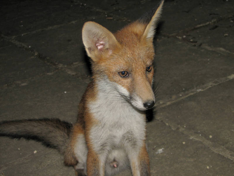 Fox cub