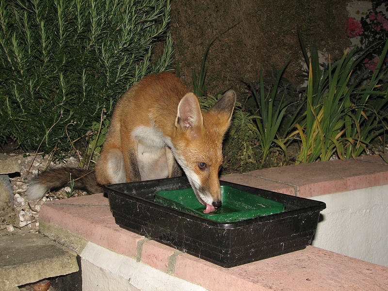 Fox cub