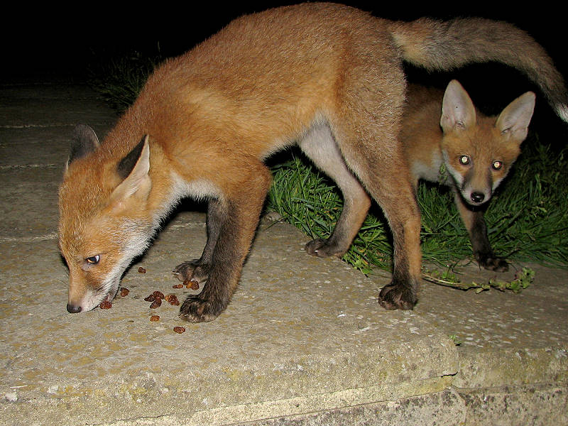 Fox cubs
