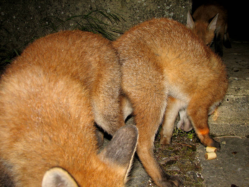 Fox cubs