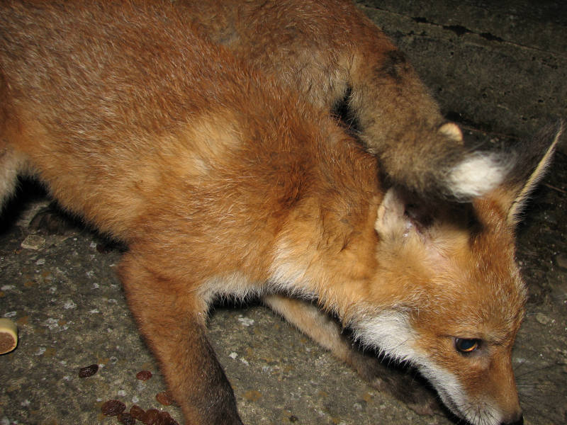 Fox cubs