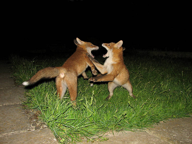 Fox cubs