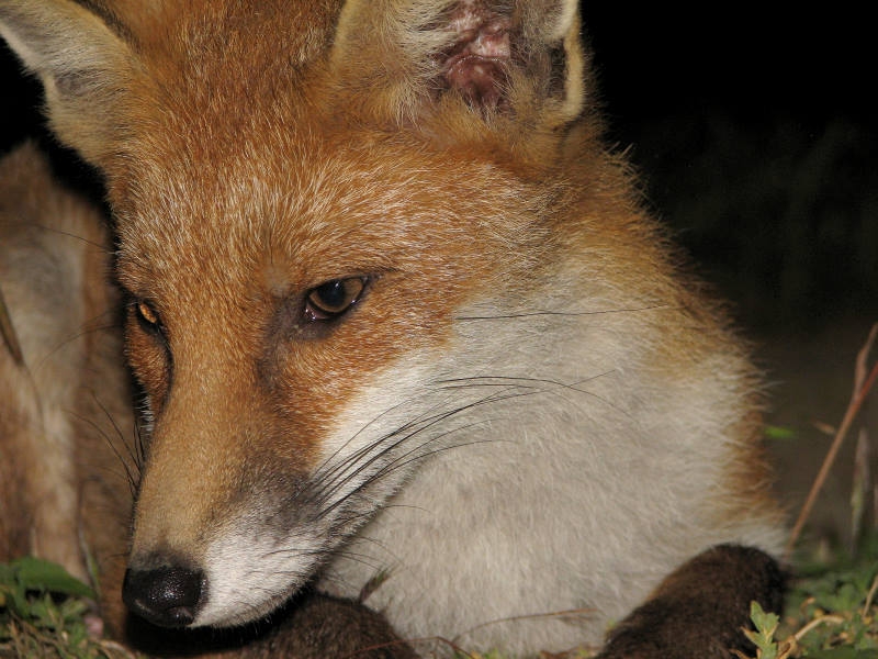 Fox cub