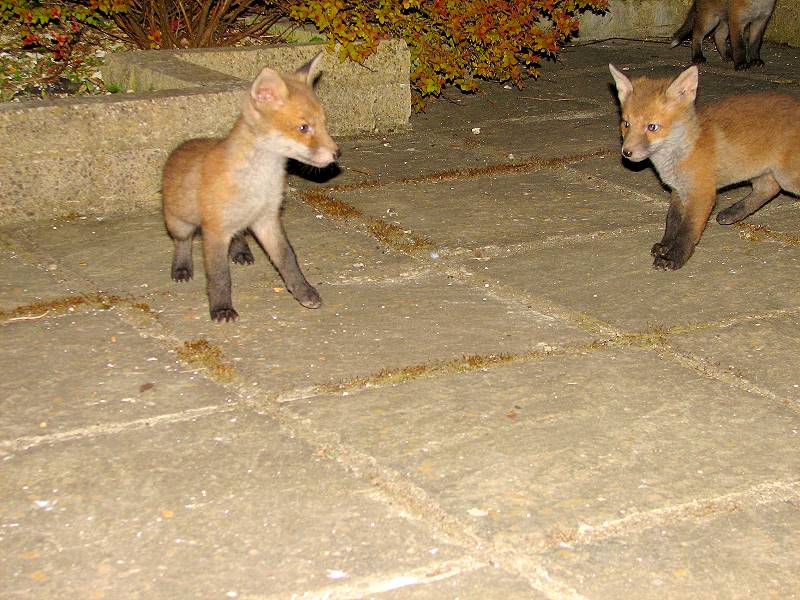 Two fox Cubs