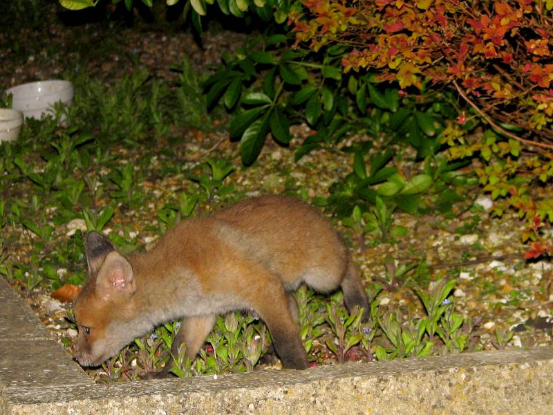 Fox Cub