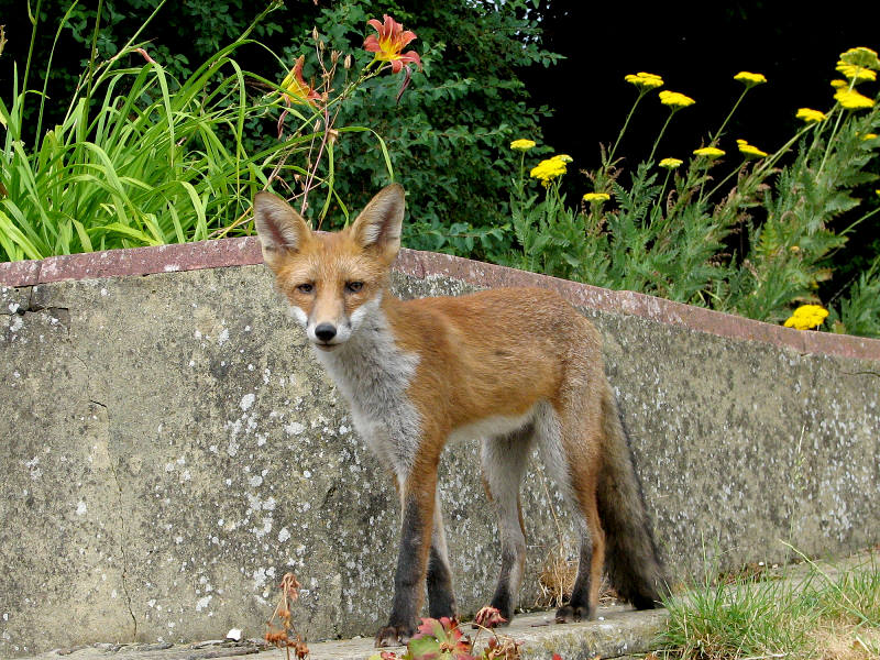 Fox cub