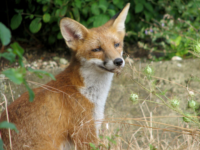 Fox cub