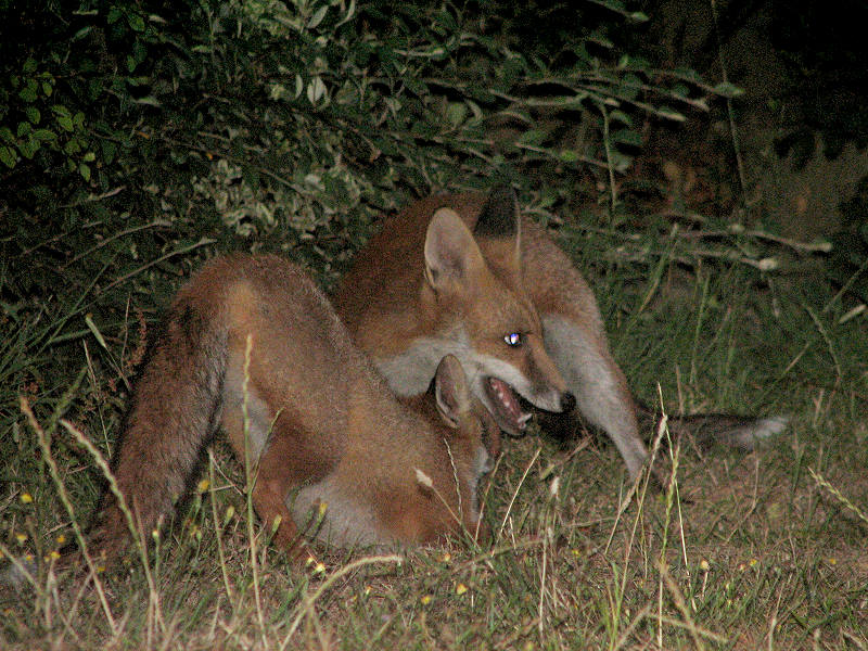 Fox cub