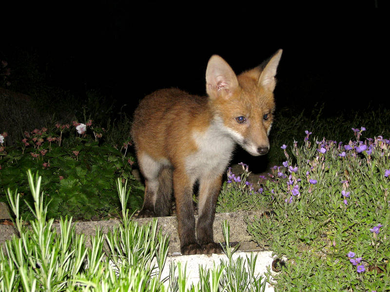 Fox cubs