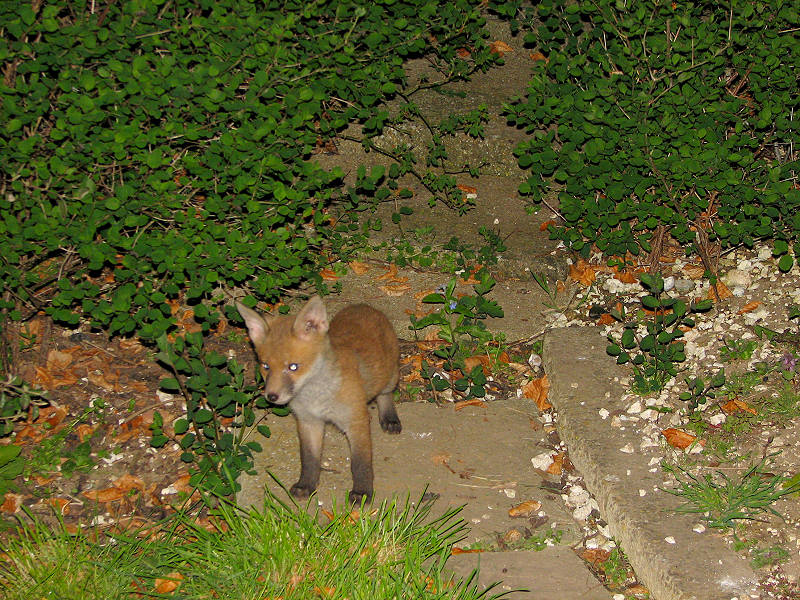 Fox Cub