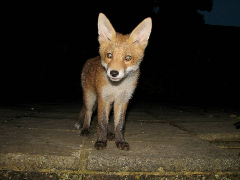 Fox cubs