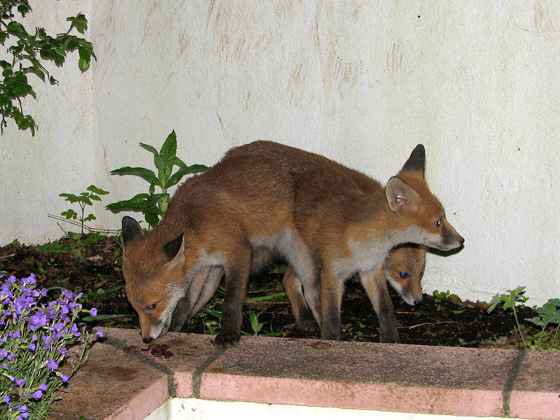 Fox cubs