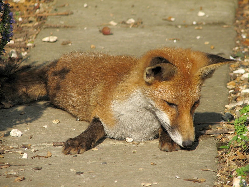 Fox cub