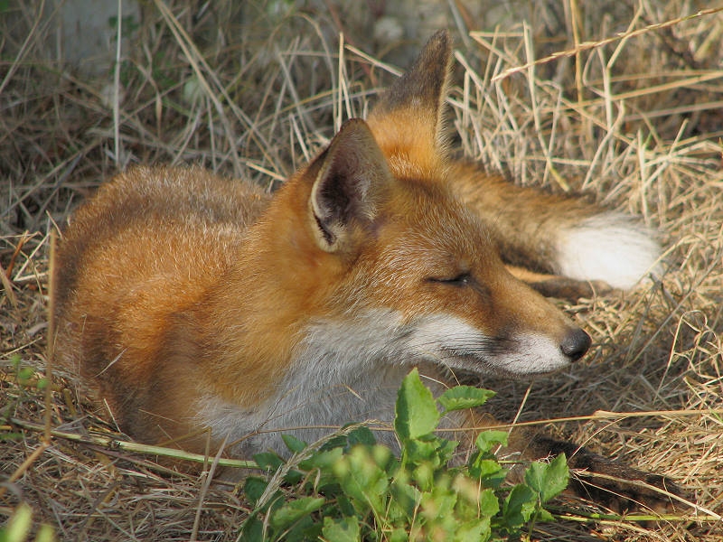 Fox cub