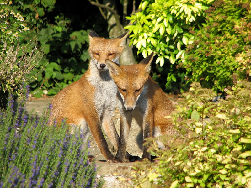 Fox cub
