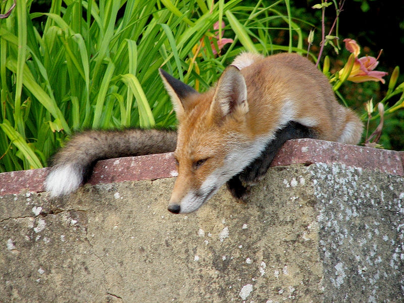 Fox cub