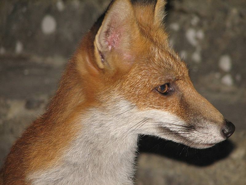 Fox cub