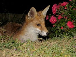 fox cub
