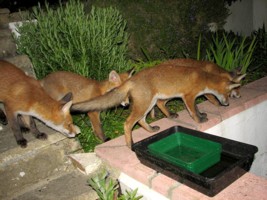 fox cubs