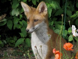 fox cubs