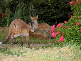 fox cubs
