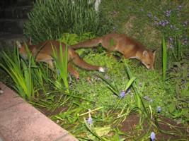  fox cub 