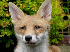  fox cub 