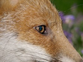 Fox Cubs Gallery 4