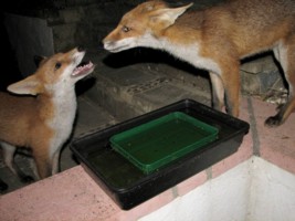 fox cub