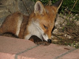 fox cub