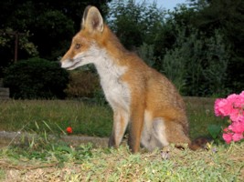 fox cub