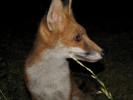 fox cub