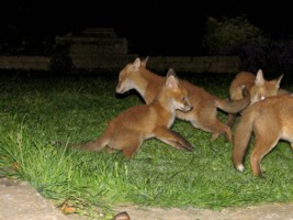 fox cubs