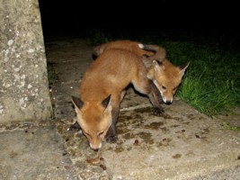 fox cubs