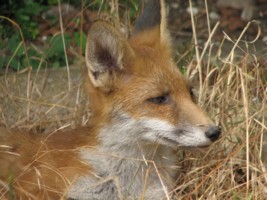 fox cubs